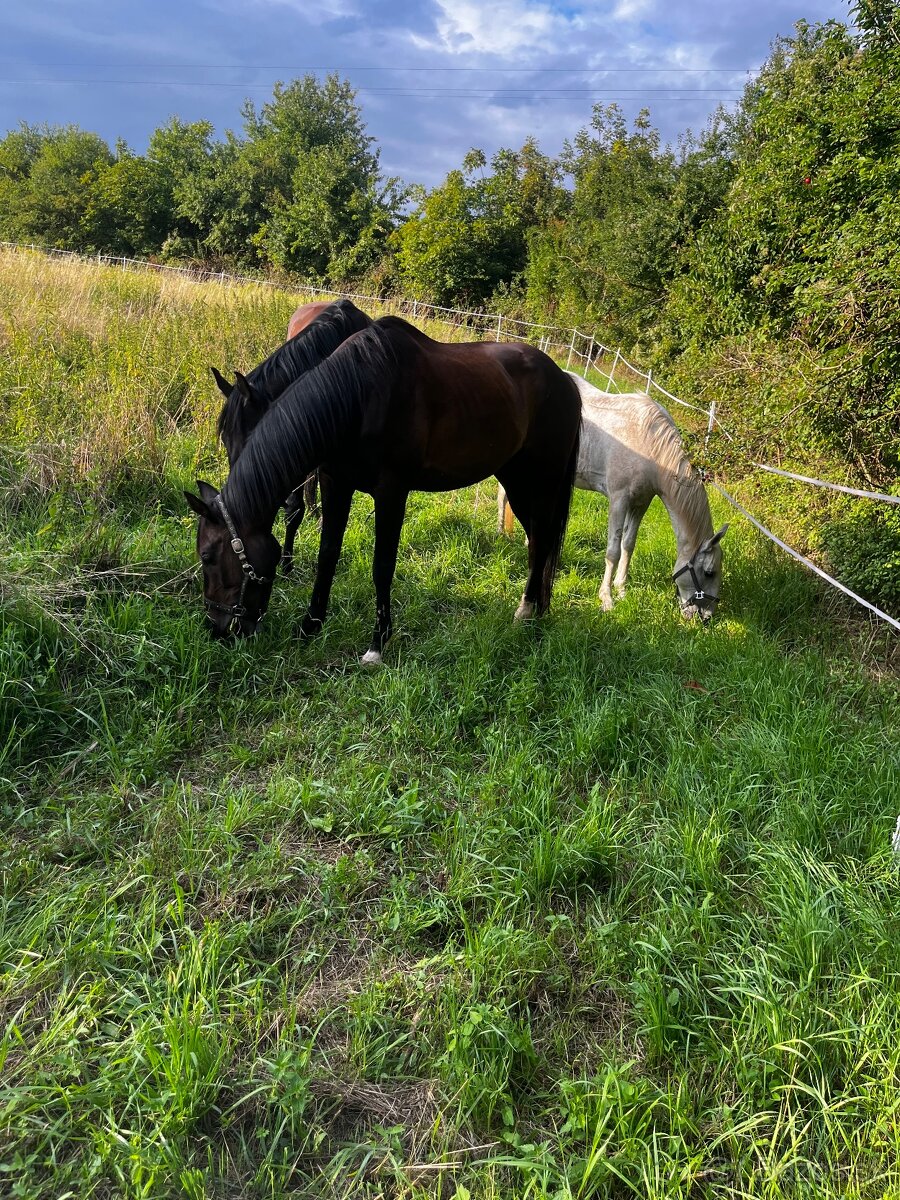 Boxové ustajnenie koní - 4