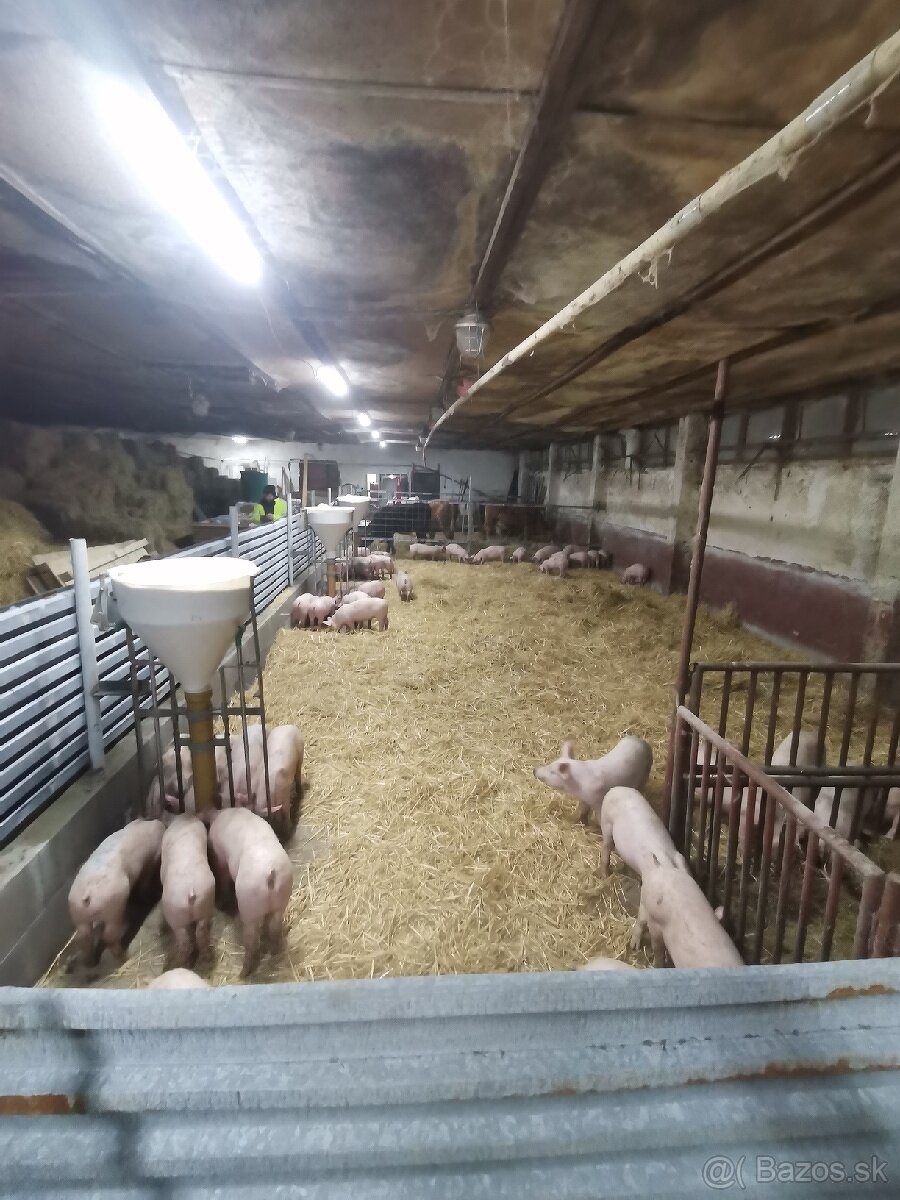 Ponúkam odstavčata cca 30-33kg - 4