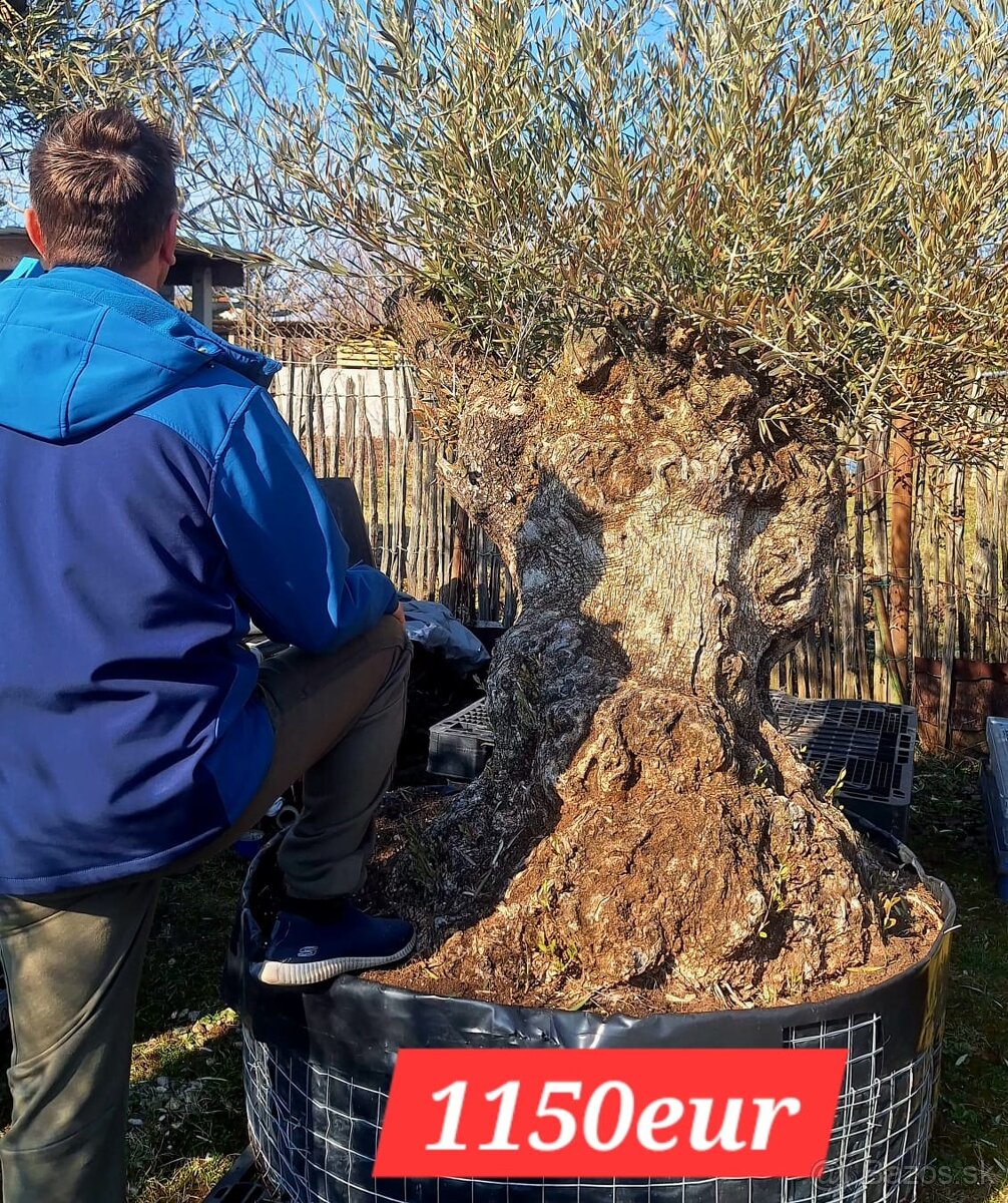 Olivovník Europea - 4