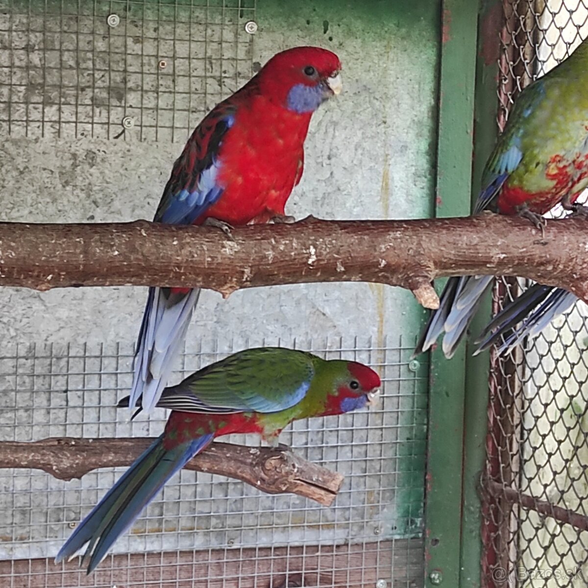 Rozela Pennantová 25 - 4