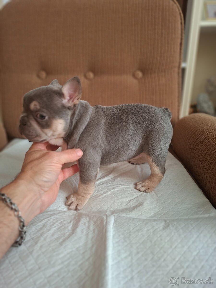 Francúzsky buldoček modrý( lilac) - 4