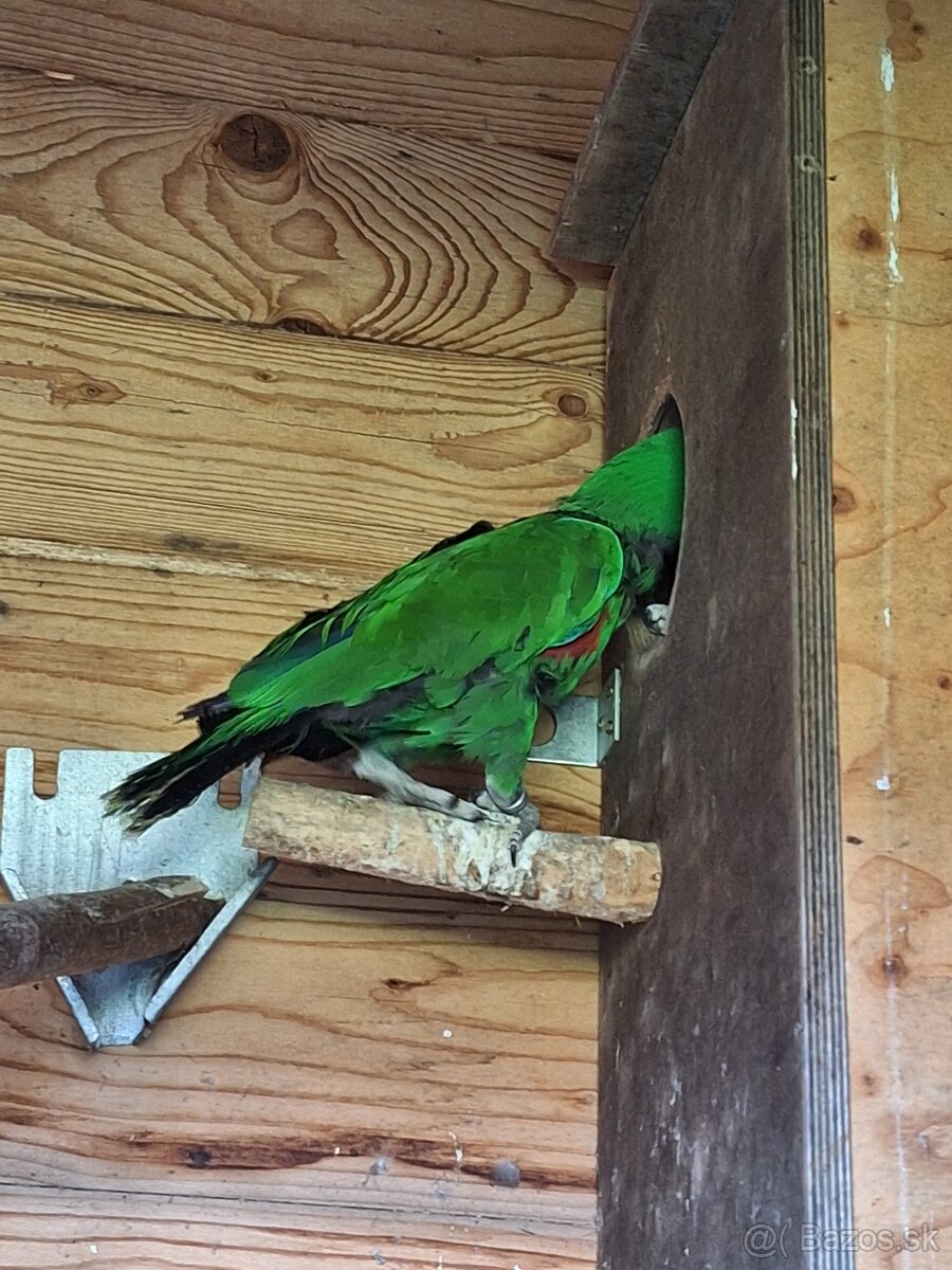 Eklektus polychloros - 4