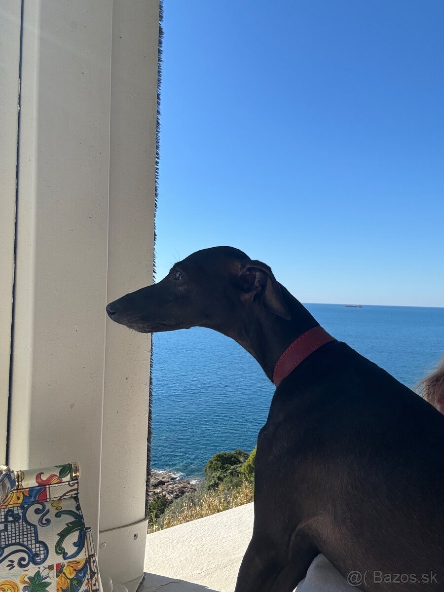 Sučka taliansky chrtik ihned k odberu - 4