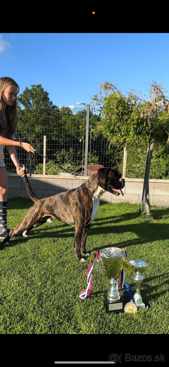 Nemecký Boxer pásikoavý pes na krytie - 4