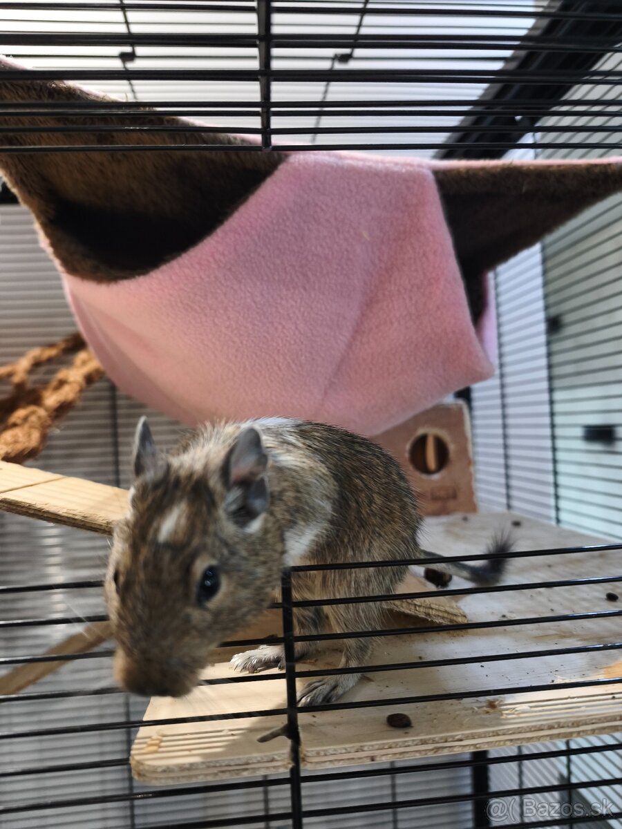 Osmak degu s komplet výbavou - 4