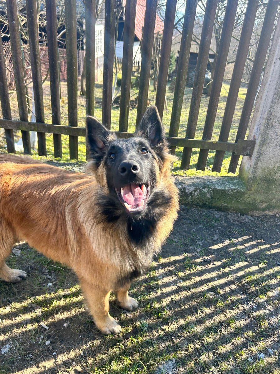 Belgický ovčiak - 4