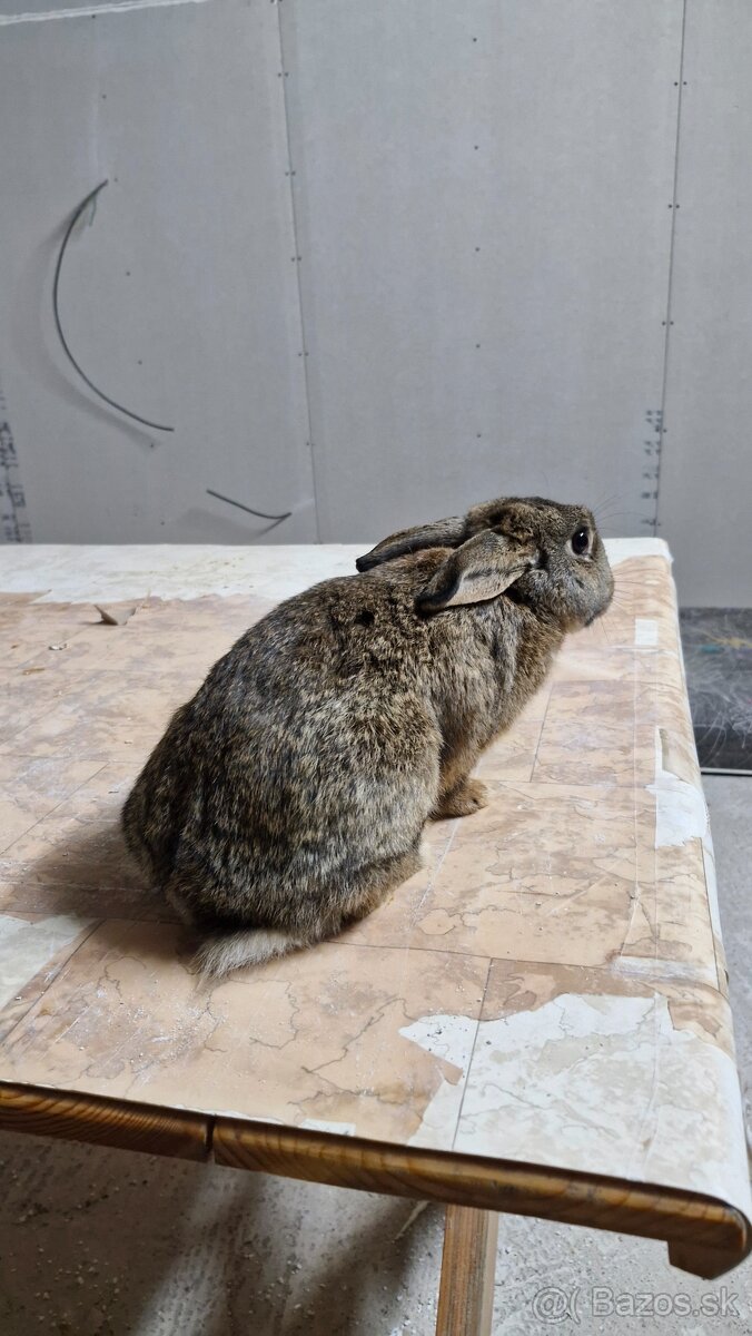 zakrslý králík - samica 8 mesačná - 4