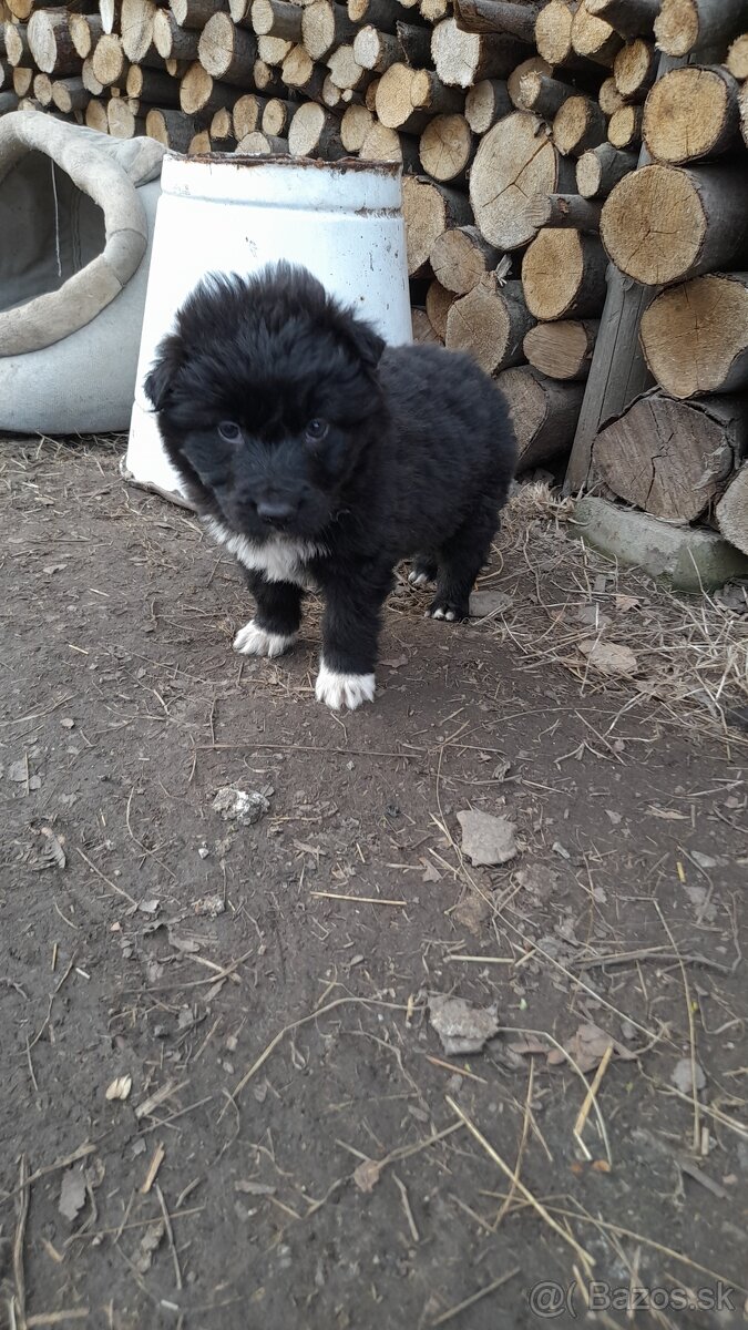 Darujem šteniatka - 4