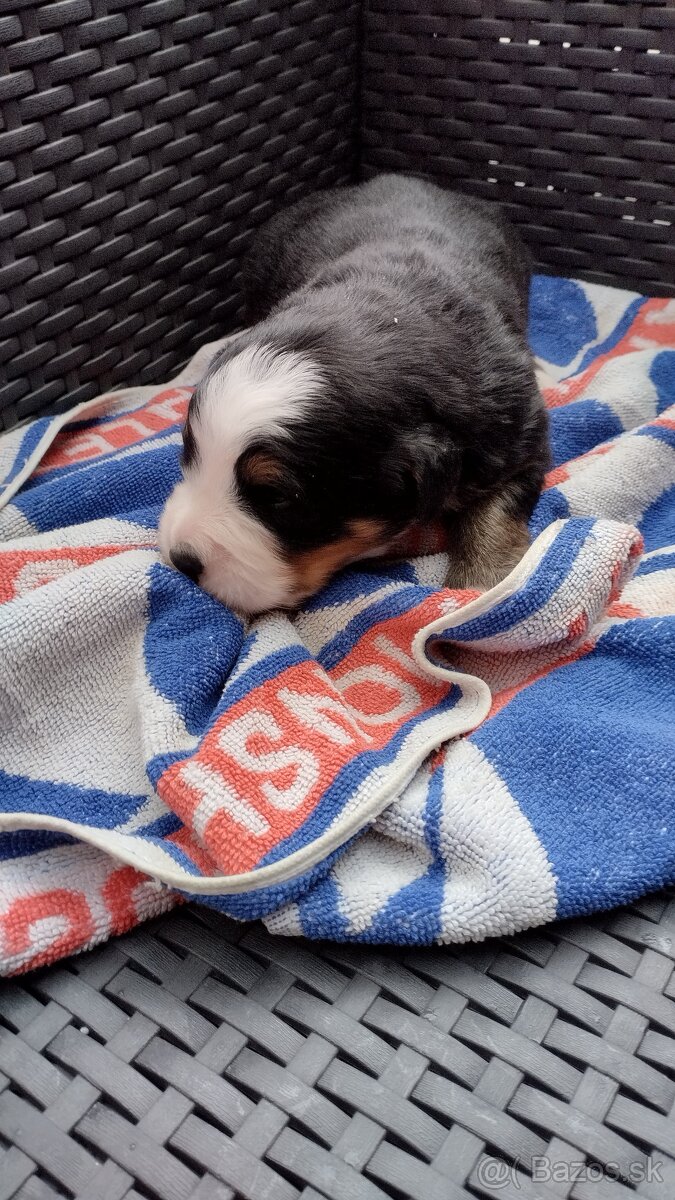 Bernský salašnický pes bez PP - 4