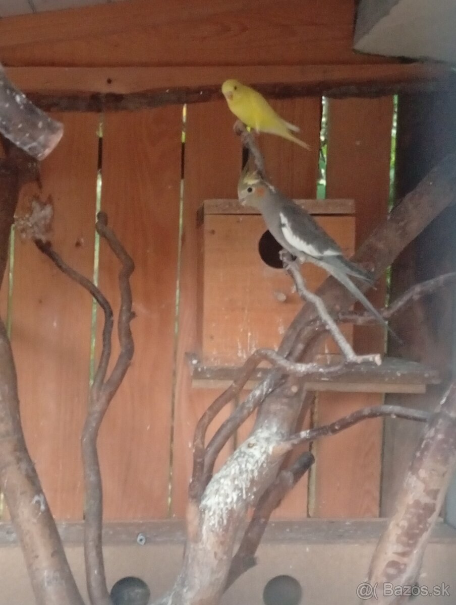 Korela ,andulky ,holubky - 4