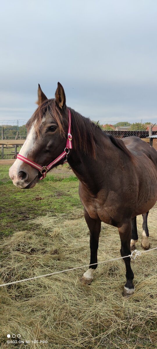 Kobyla appaloosa - 4