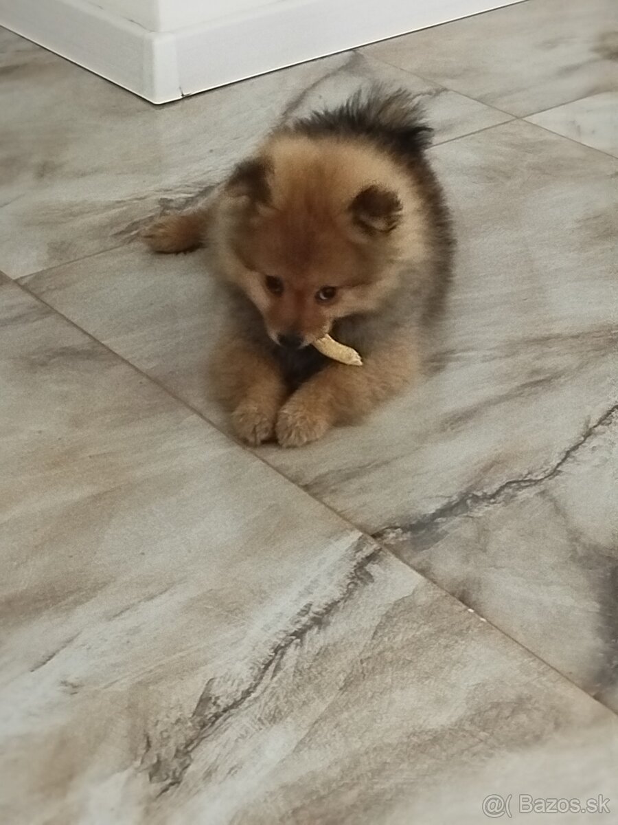 Predám pomeranian - 4