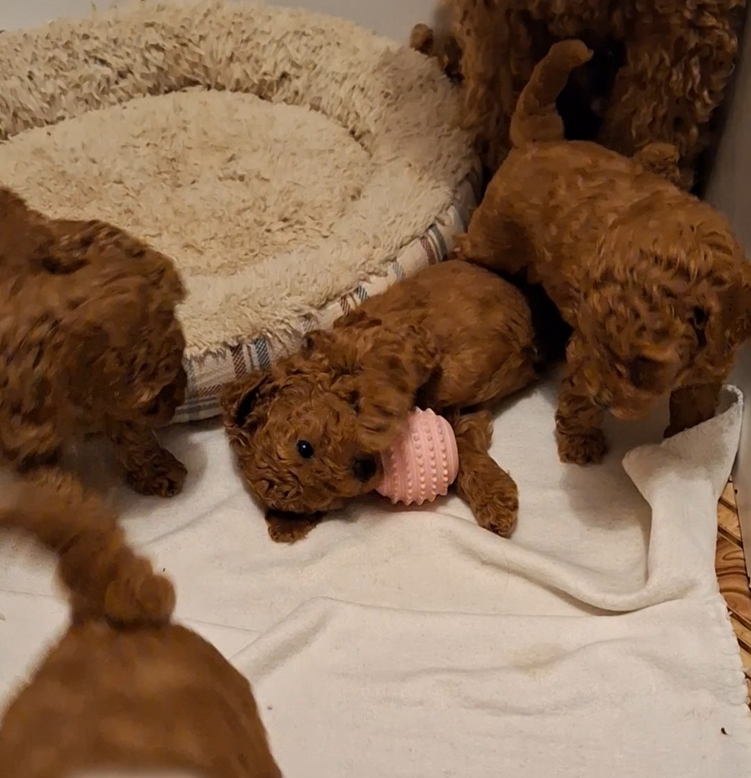 Pudlik pudel trpasličí-stredný fenky - 4