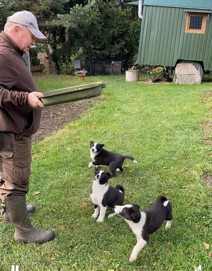 Karelsky Medvedí Pes - 4