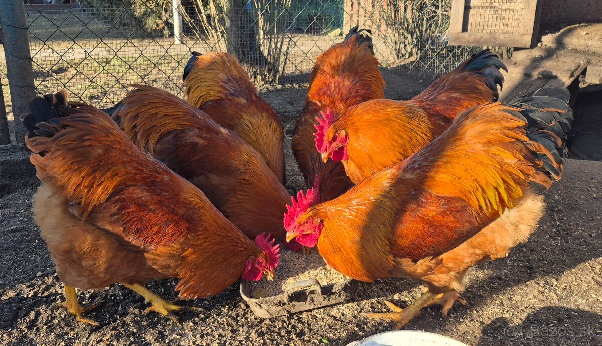 Hempšír na predaj - 4