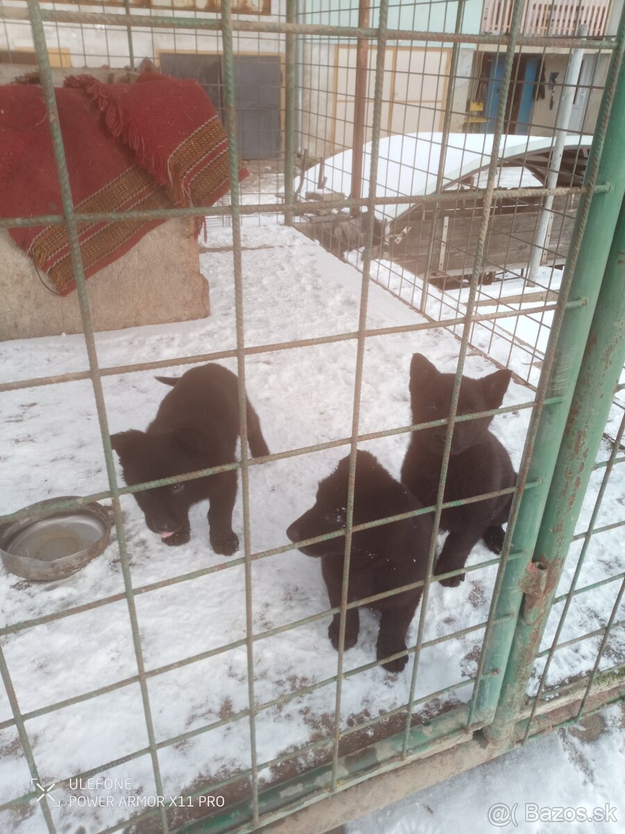 Nemecký ovčiak - 4