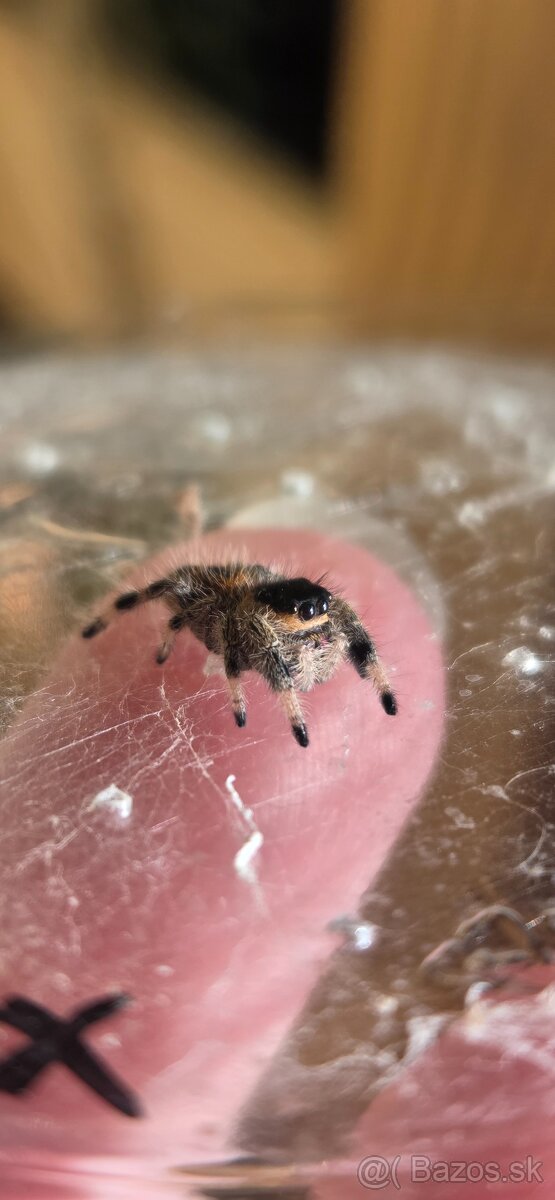 Skákavky Phidippus regius - 4