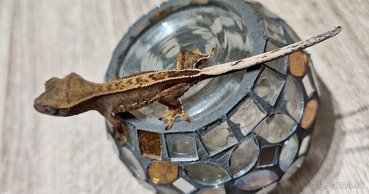 Pagekon riasnaty - 4