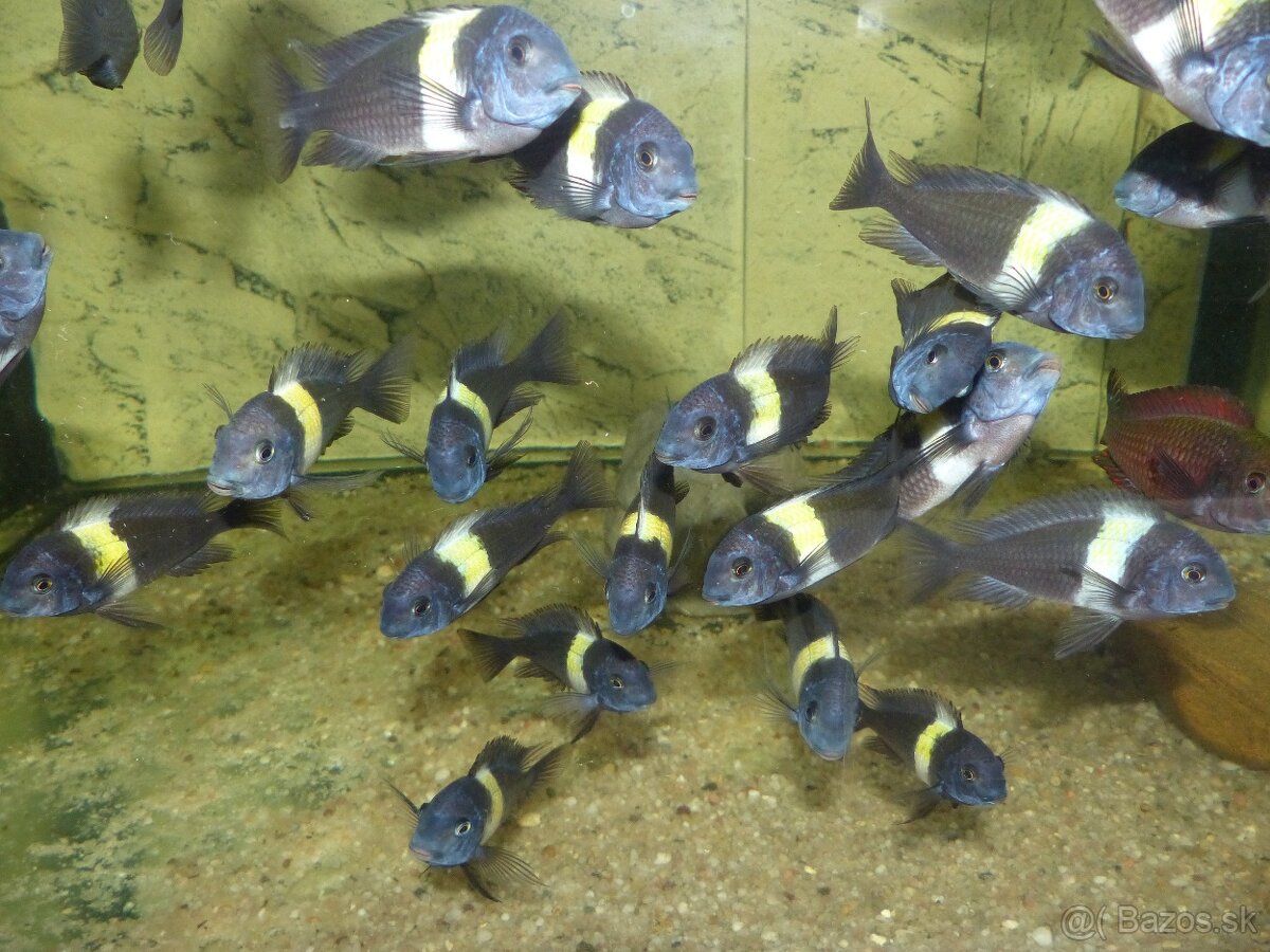 Tropheus duboisi MASWA - 4