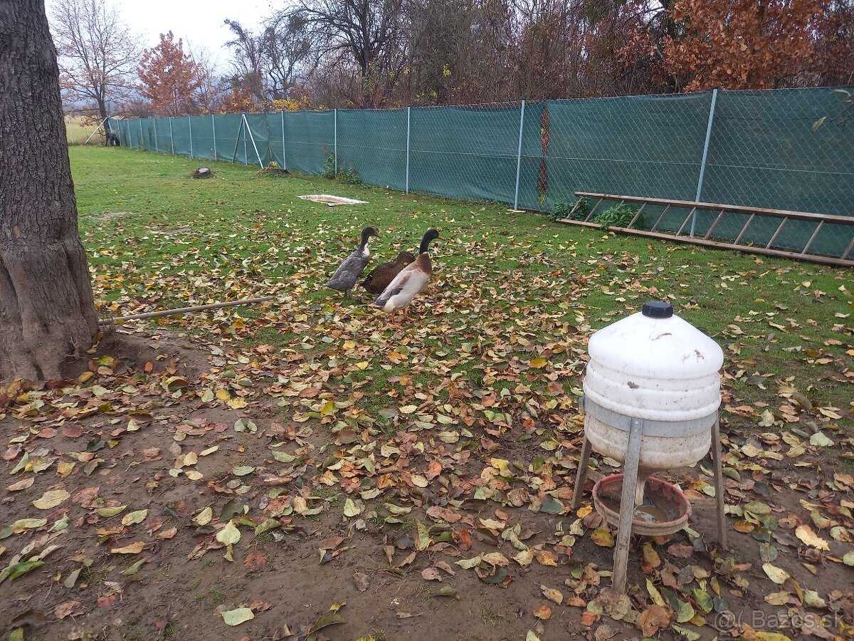 Predam indicke bežce - 4