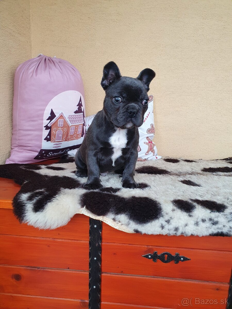 Francúzsky buldoček modrý - 4