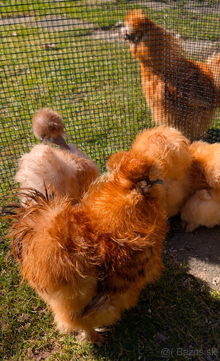 Frizzle Kohútik hodvabnicky USA - 4