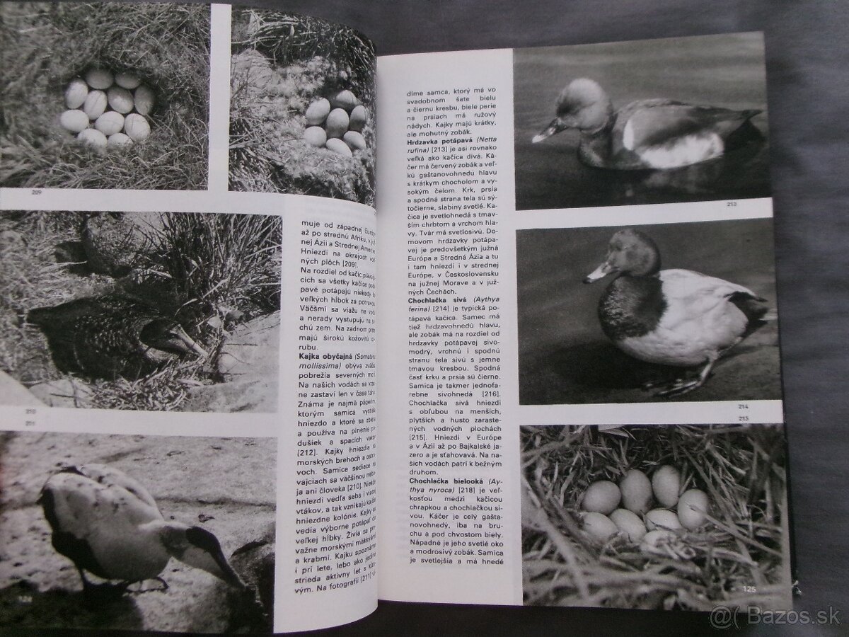 Veľký obrazový atlas vtákov - Jan Hanzák. - 4