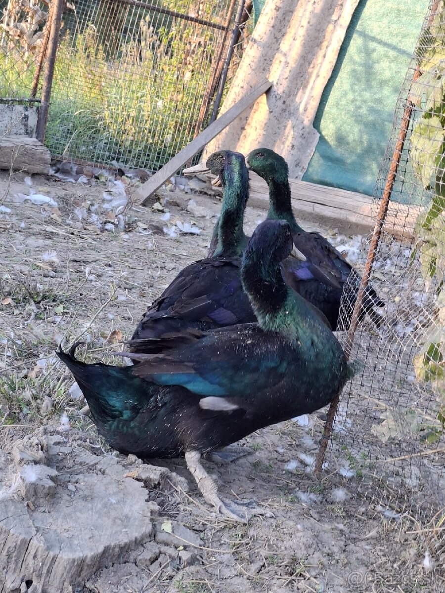 Kajuga káčer výmena alebo predaj - 4