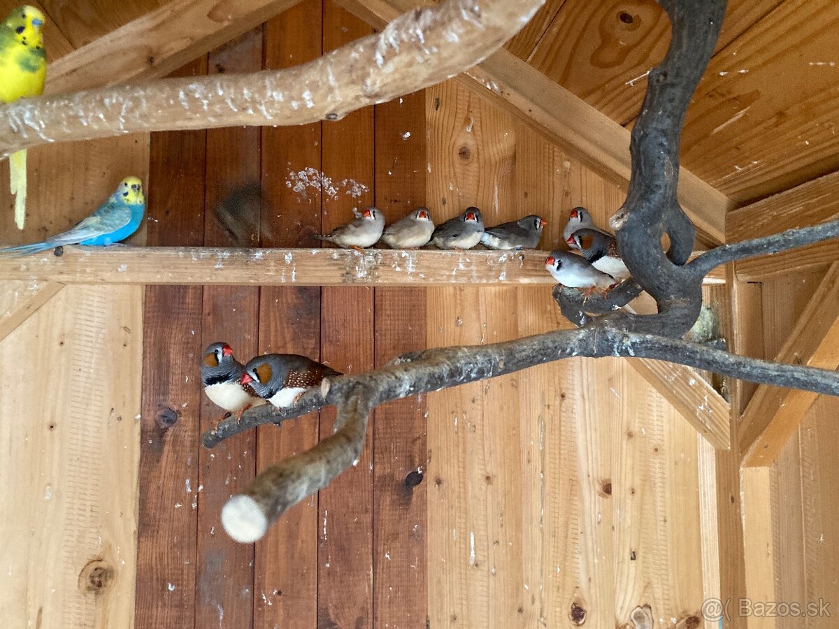 Výstavné zebričky a andulka - 4