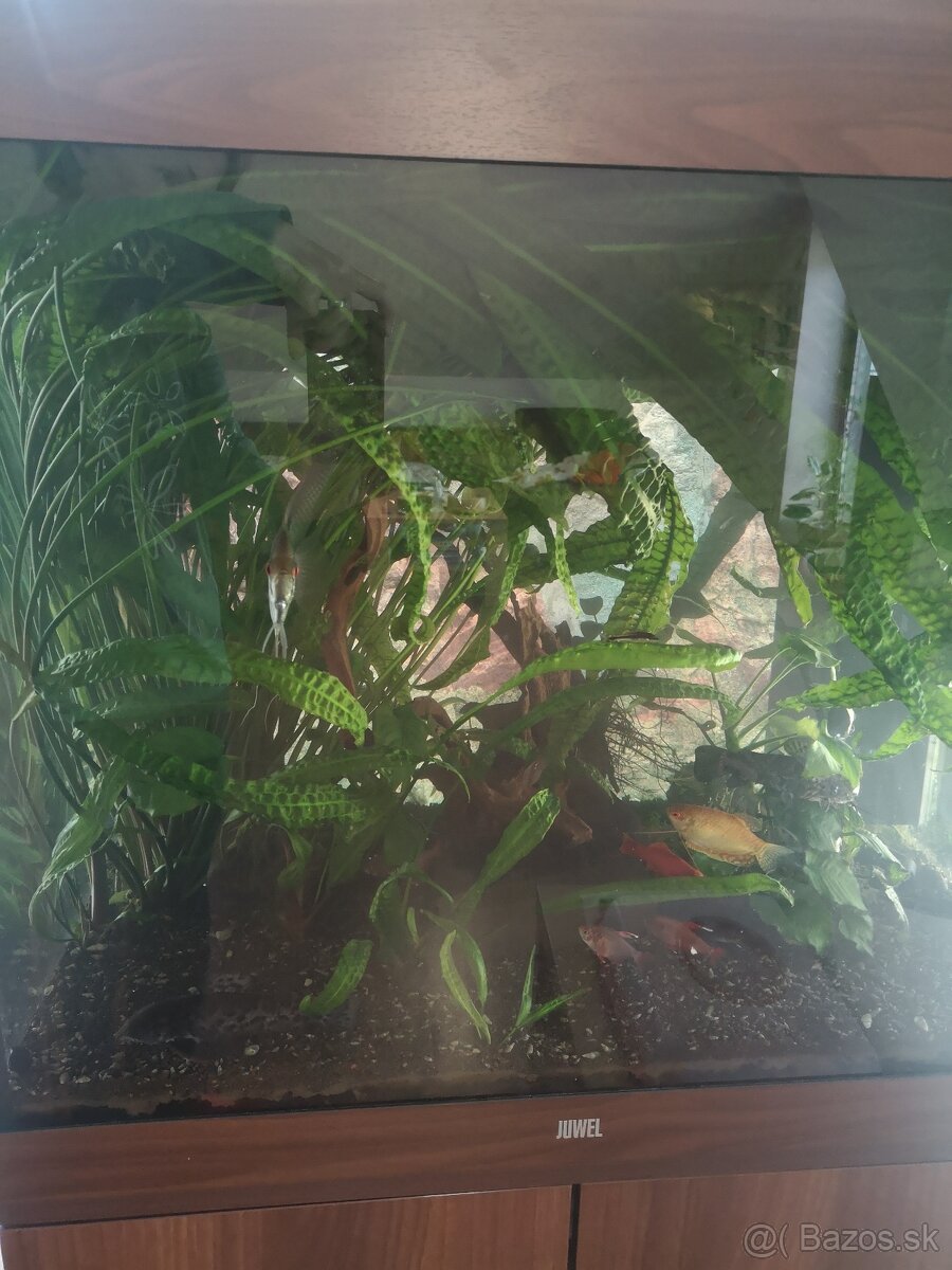 Predám akvárium juwel 200 - 4