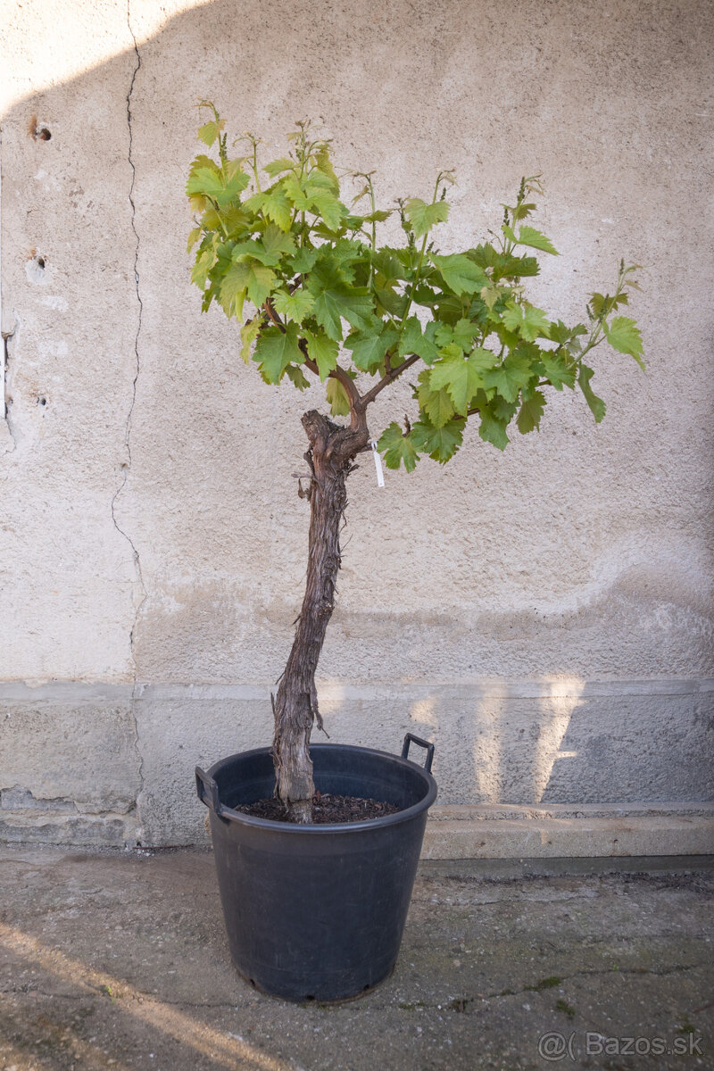 Starý vinič v kvetináči - 4