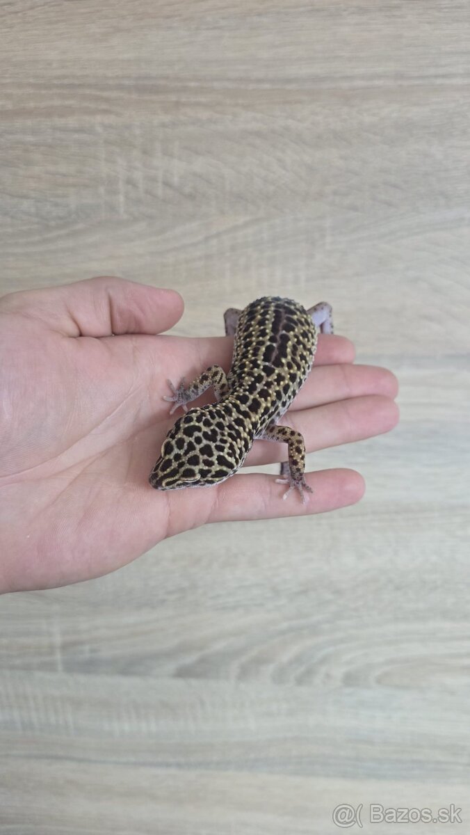 Gekončík nočný (Eublepharis macularius) - 4