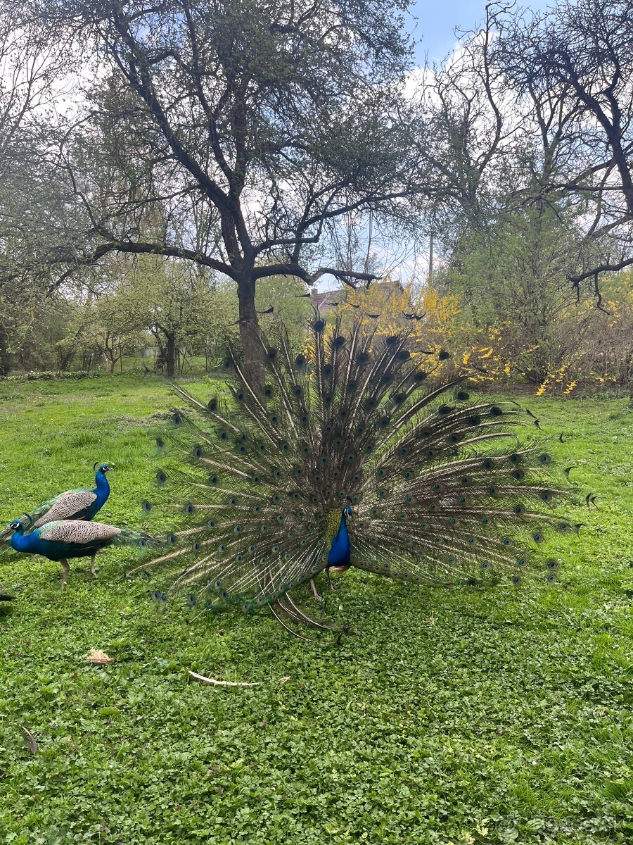 Predám pávy - 4