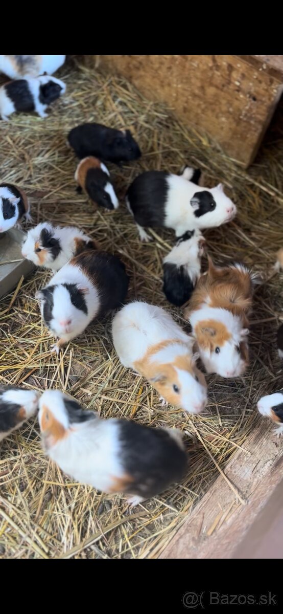 Marca morčatá, morské prasa - 4