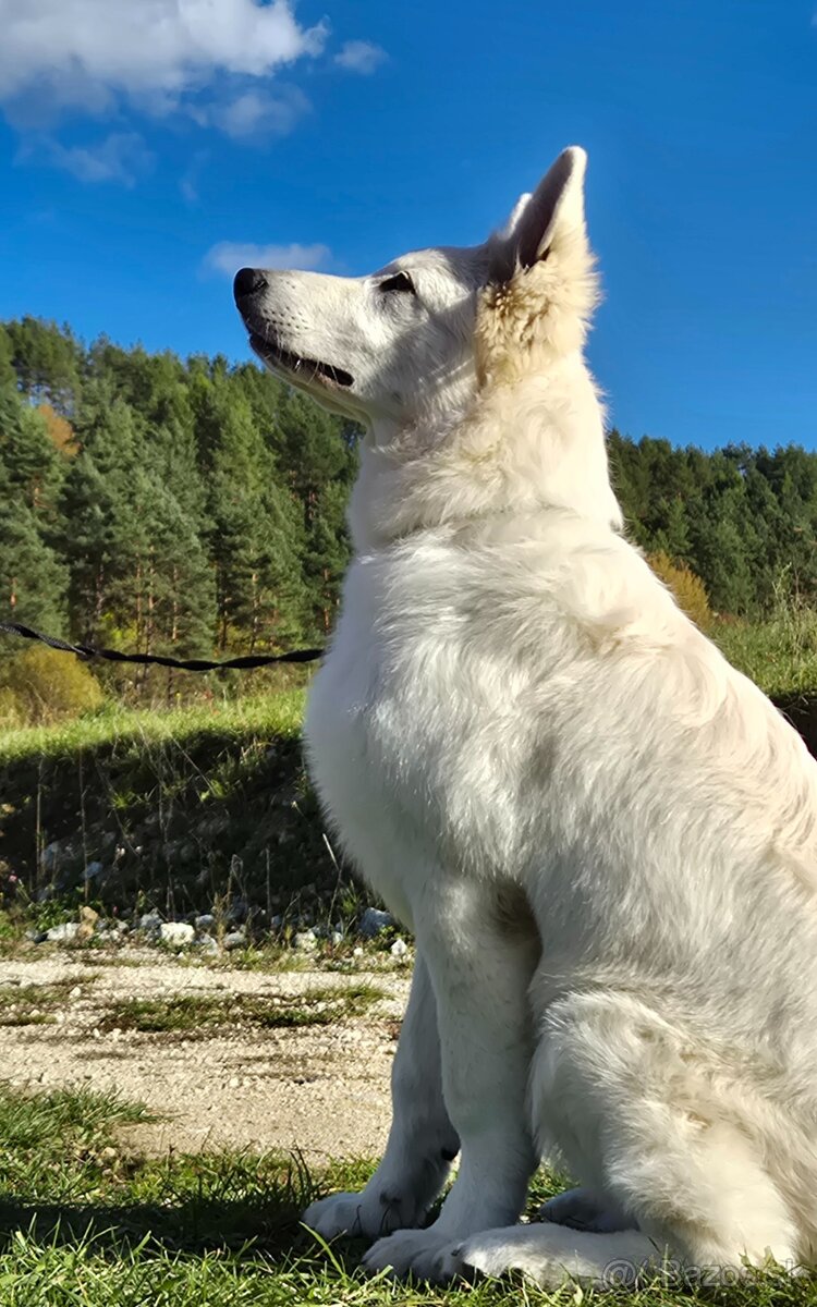 Biely švajčiarsky ovčiak s PP - 4