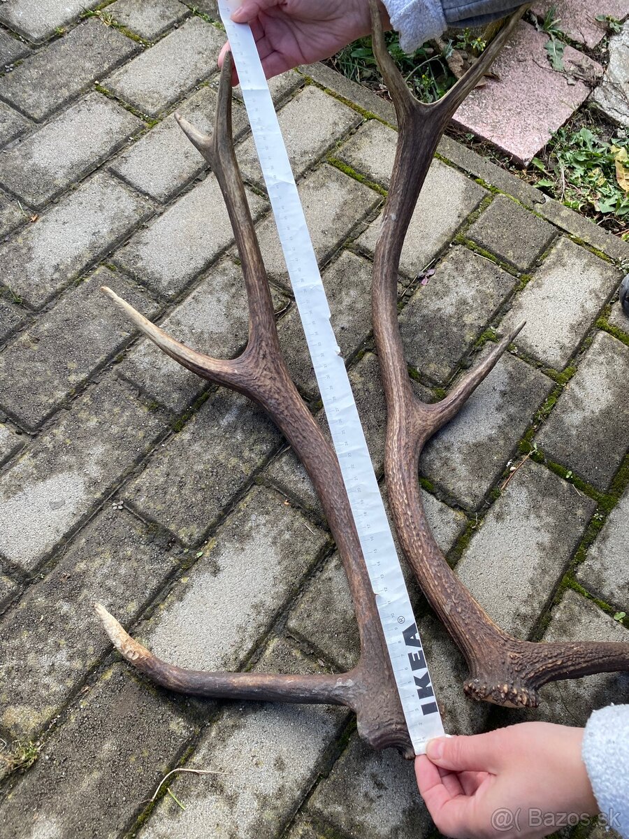 Jelenie zhody / parohy 62cm - 4