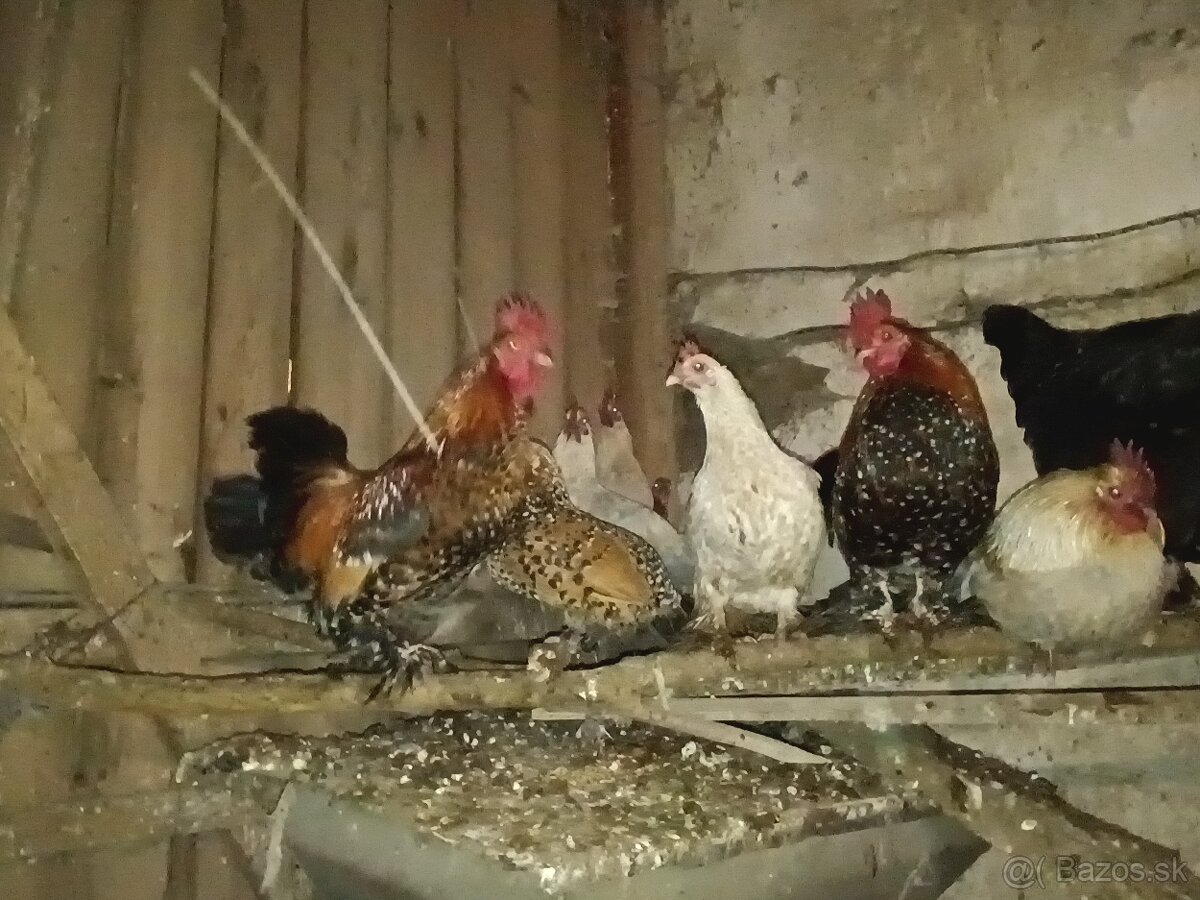 Predám Liliputky - 4