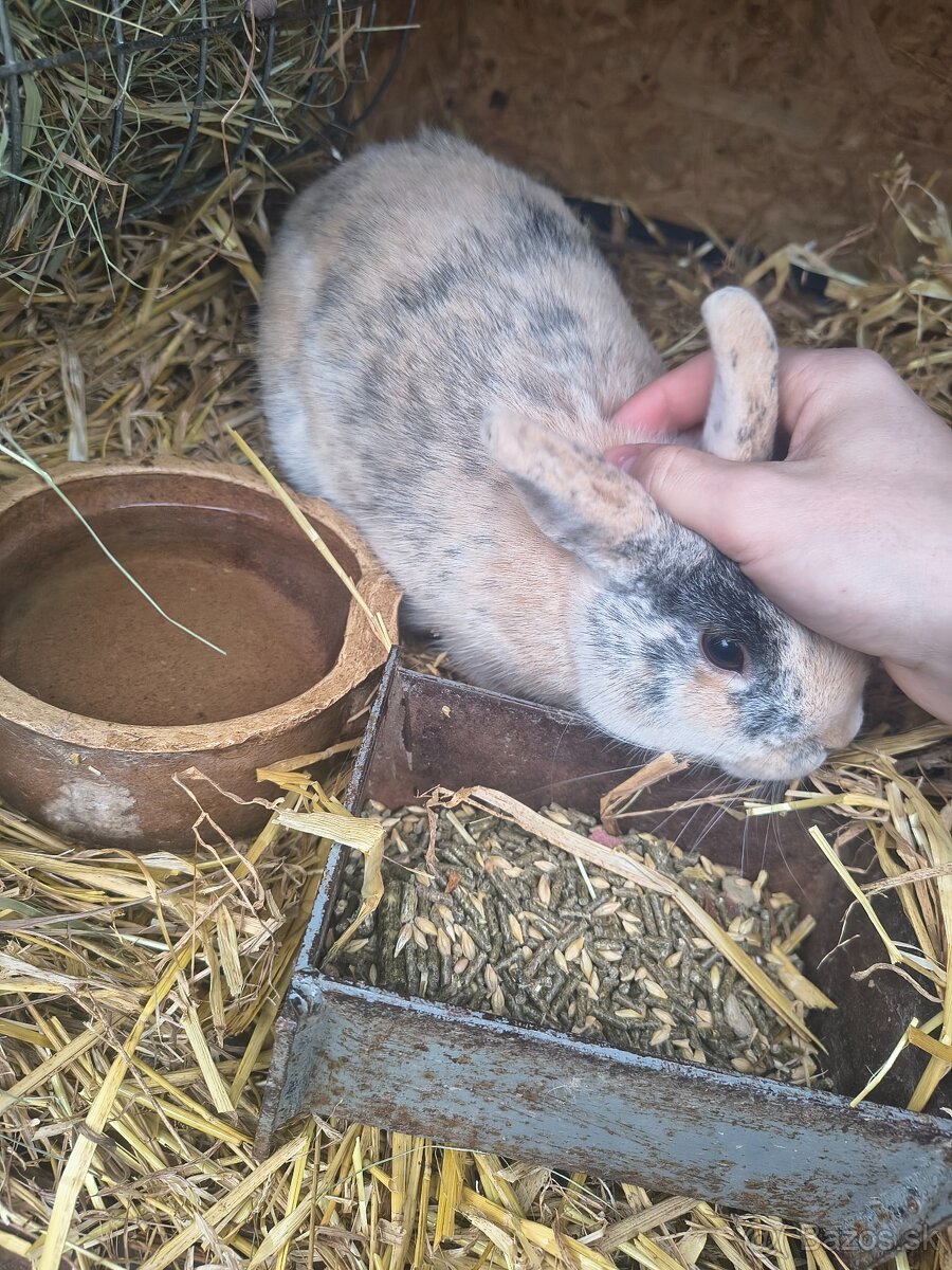 Predám zakrslého králika - 4