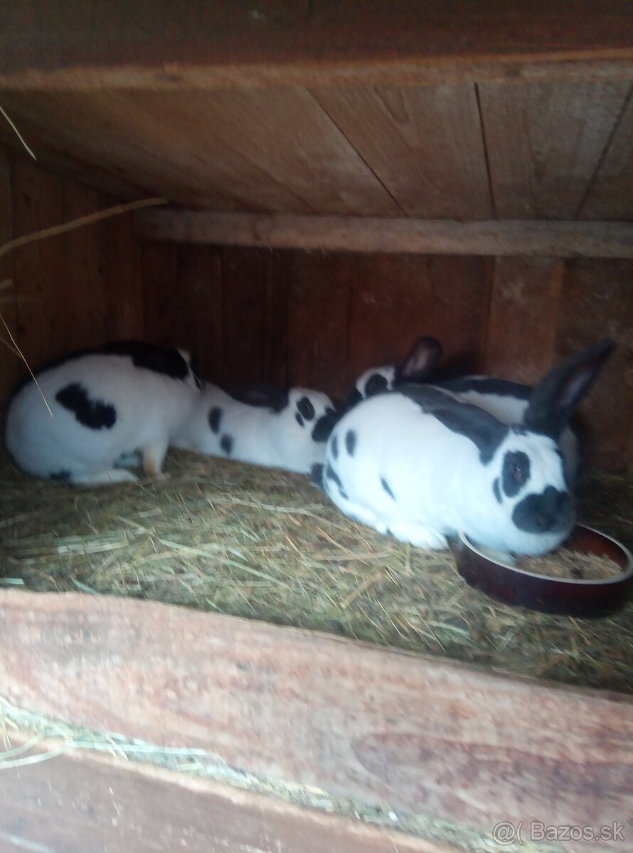 Nemecký obrovitý strakáč - 4