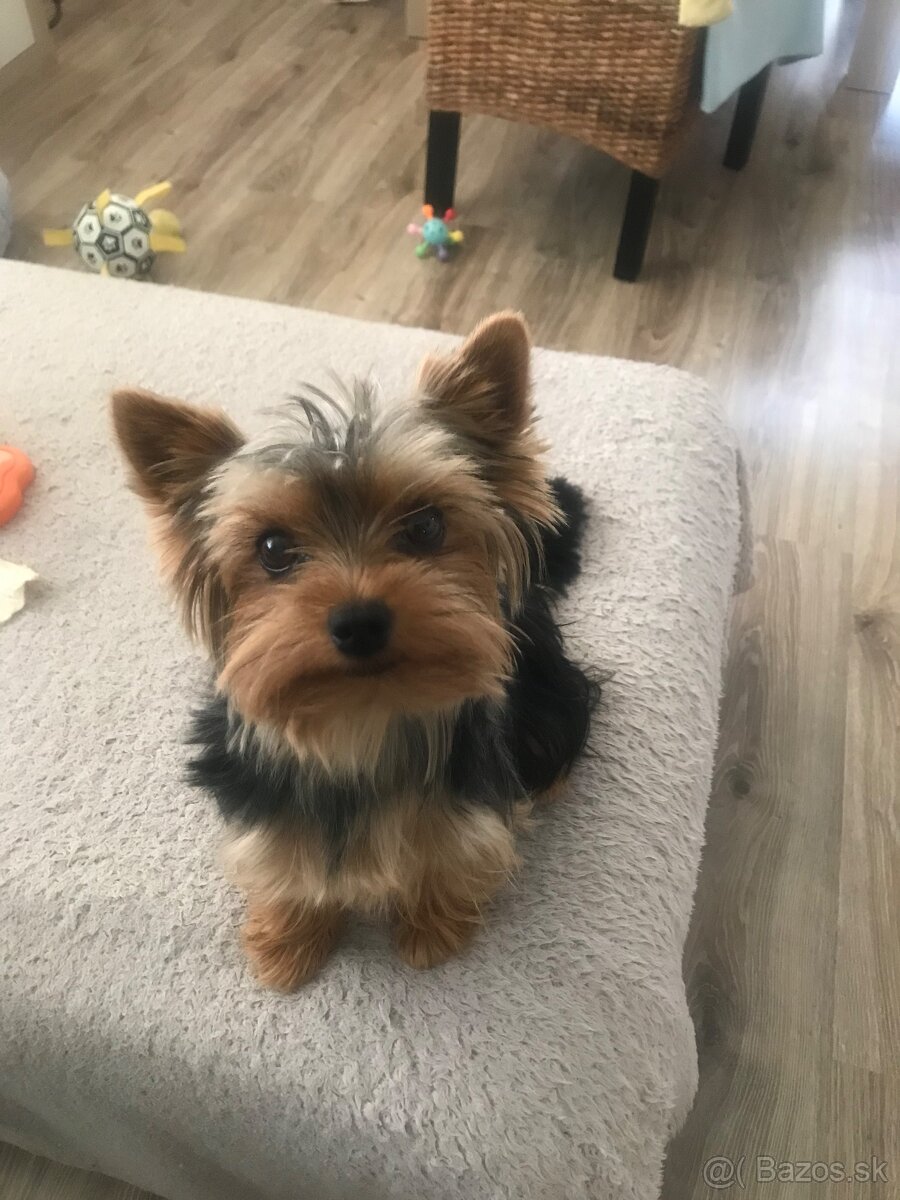 Yorkshirsky terier KRYTIE - 4