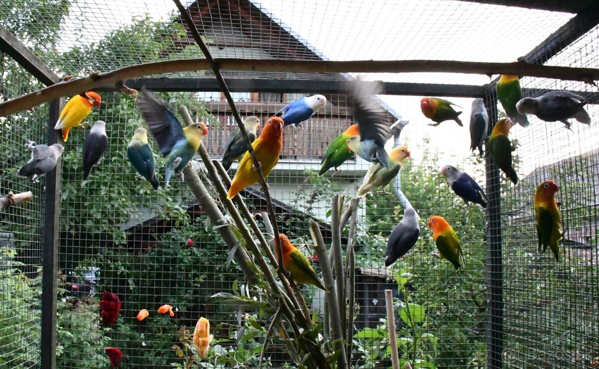 Agapornis fischer - 4