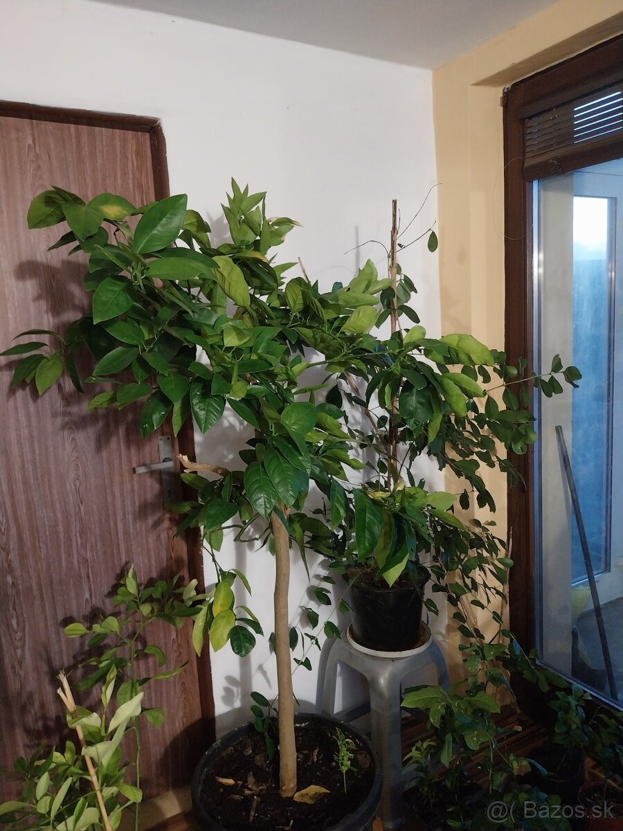 Citrus pomarančovník mandarinka - 4