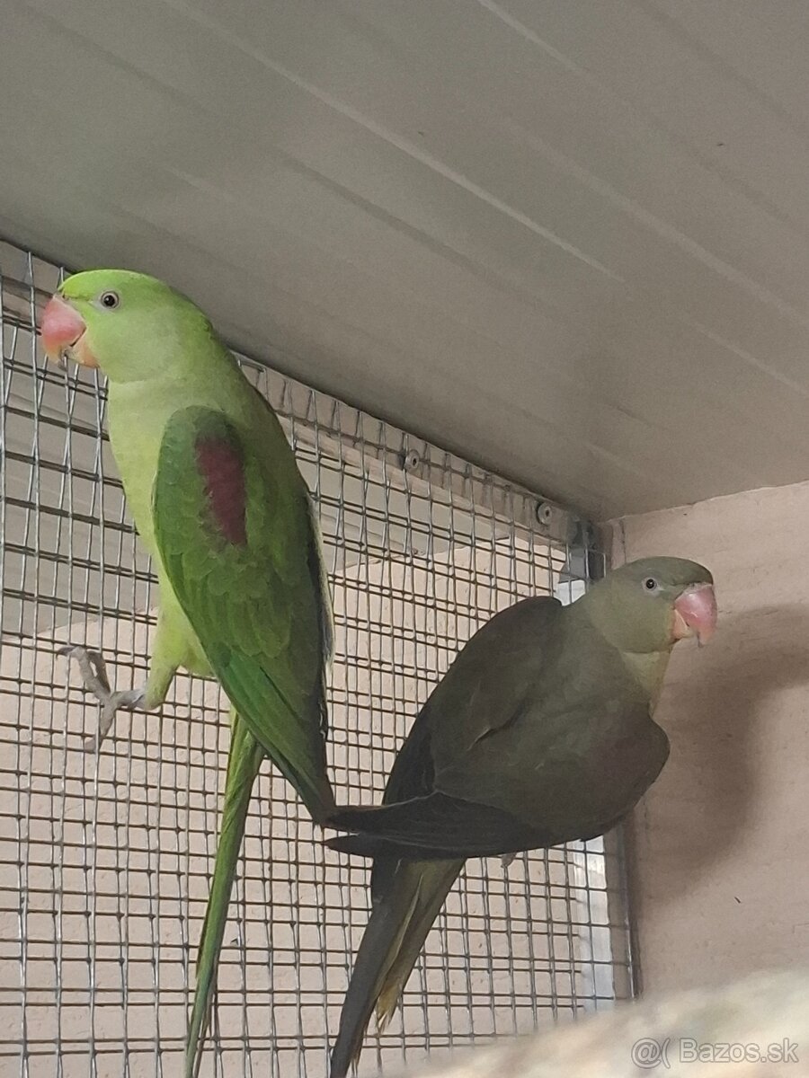 Alexander velký mutacia - 4