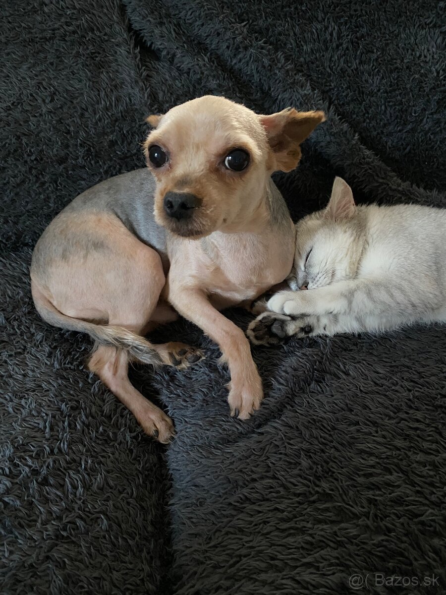 darujem yorkšírskeho teriéra - 4