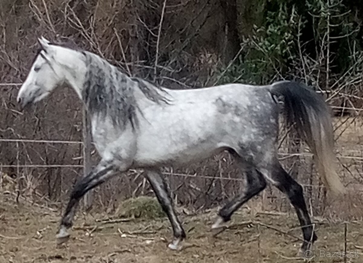 Pripúšťanie Shagya arab - 4