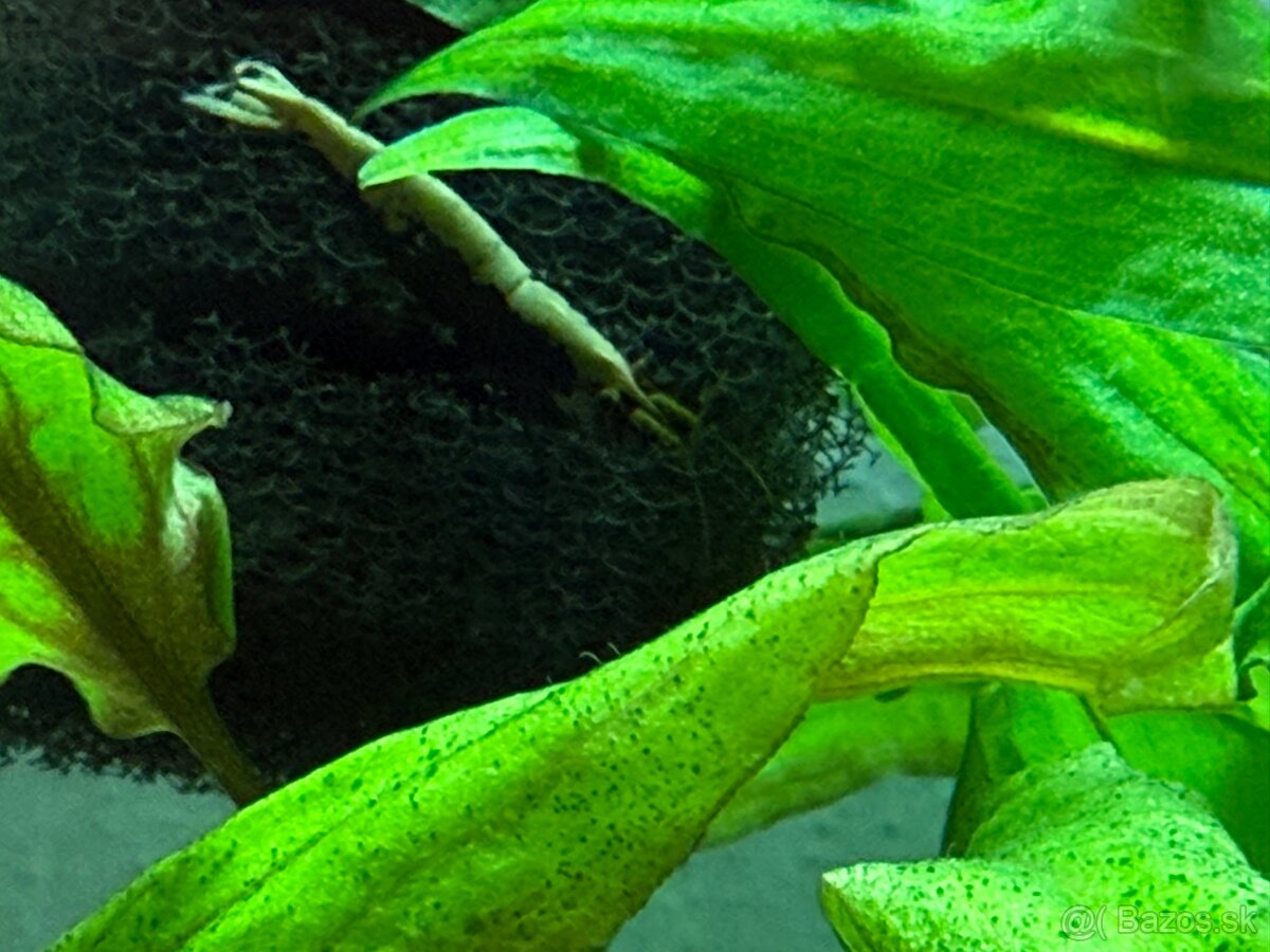 Aquarium-zabehnuté - 4