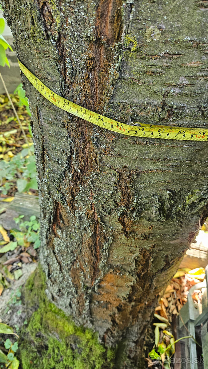 Ponúkam orechové a čerešňové drevo - 4