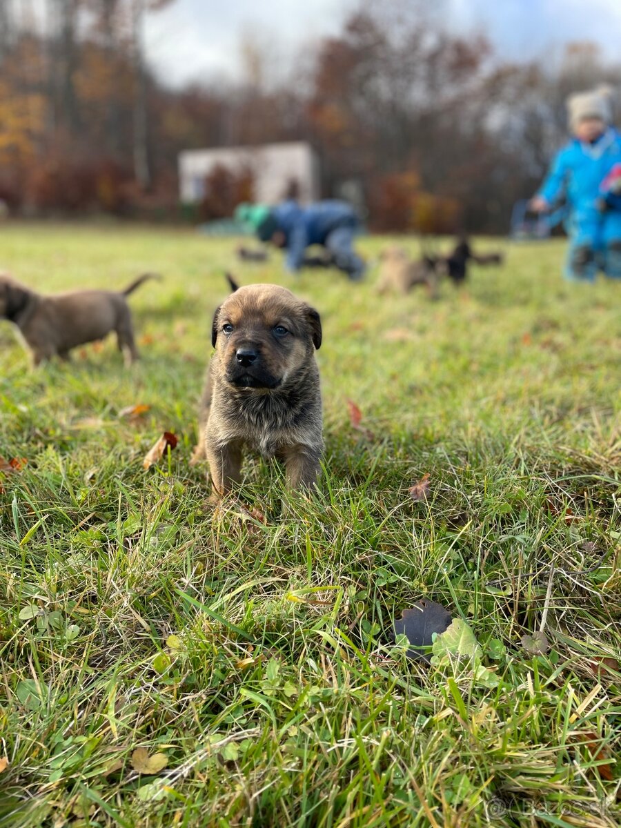 Máme šteniatka po skvelých rodičoch ❤️ - 4