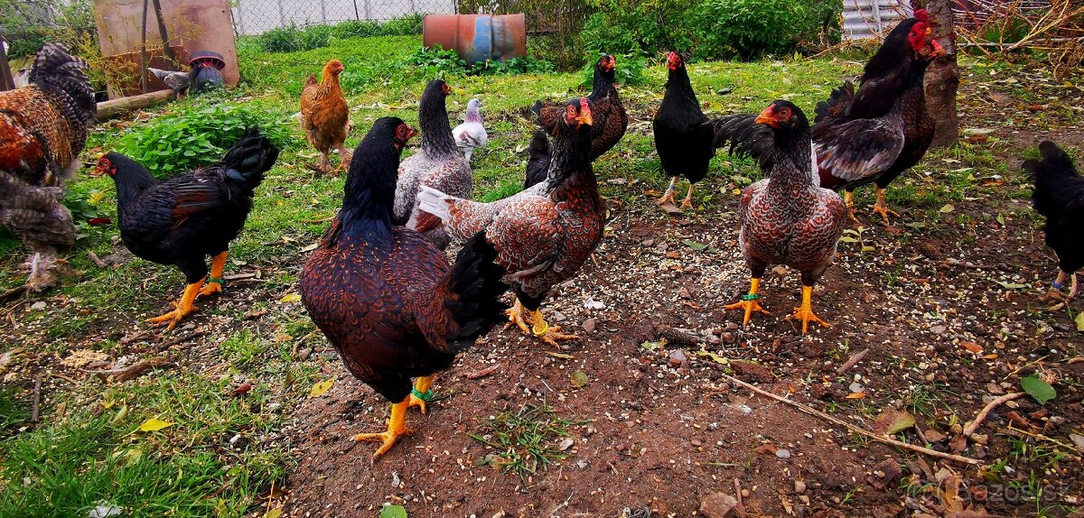 Indická bojovníčka veľká - 4