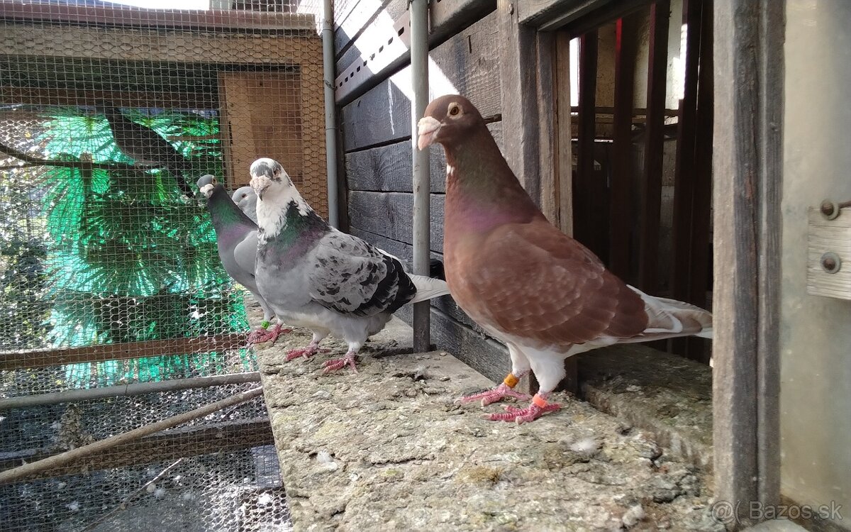 Poštové holuby - 4
